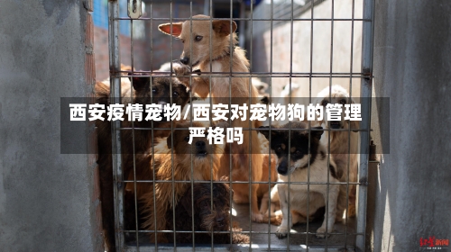 西安疫情宠物/西安对宠物狗的管理严格吗-第2张图片