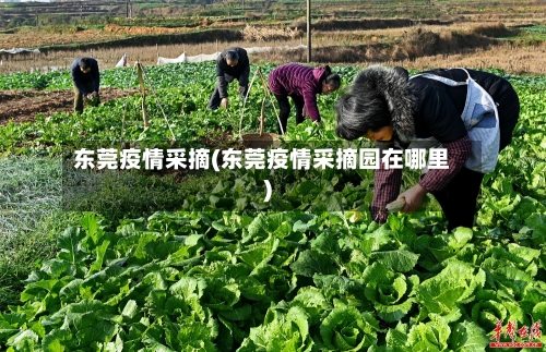 东莞疫情采摘(东莞疫情采摘园在哪里)-第2张图片