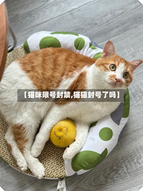 【猫咪限号封禁,猫猫封号了吗】