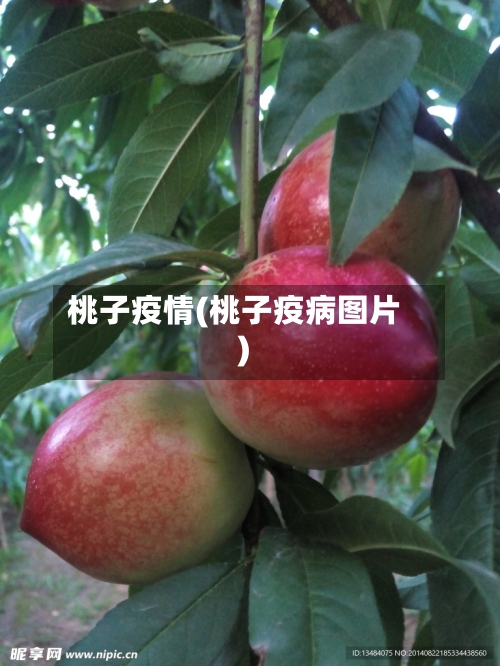 桃子疫情(桃子疫病图片)