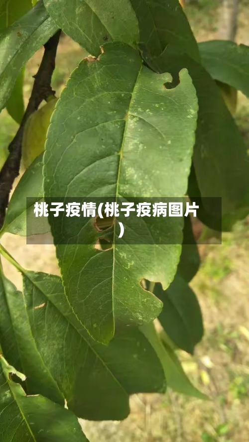 桃子疫情(桃子疫病图片)-第3张图片